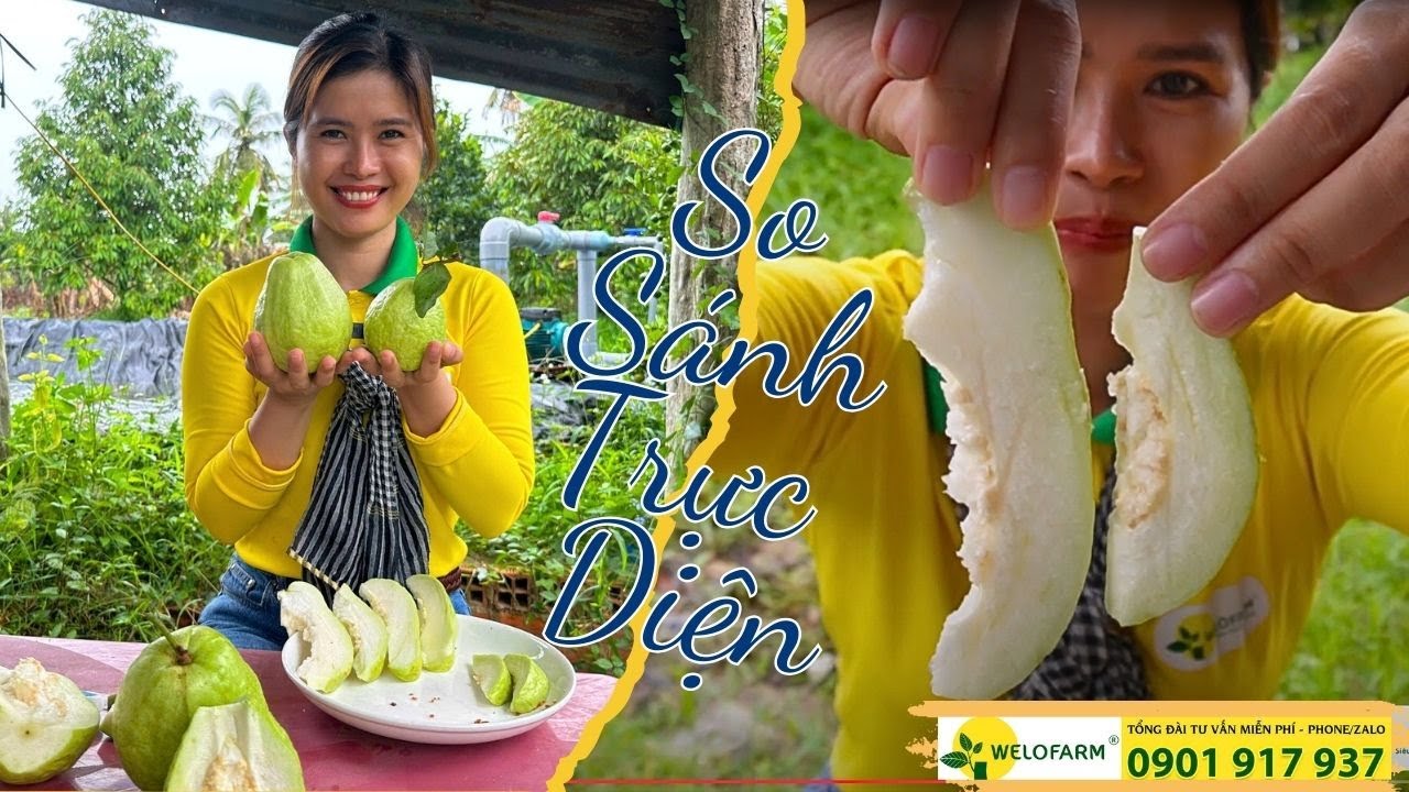SO SÁNH TRỰC DIỆN - ỔI LÊ ĐÀI LOAN VÀ ỔI LÊ THÁI