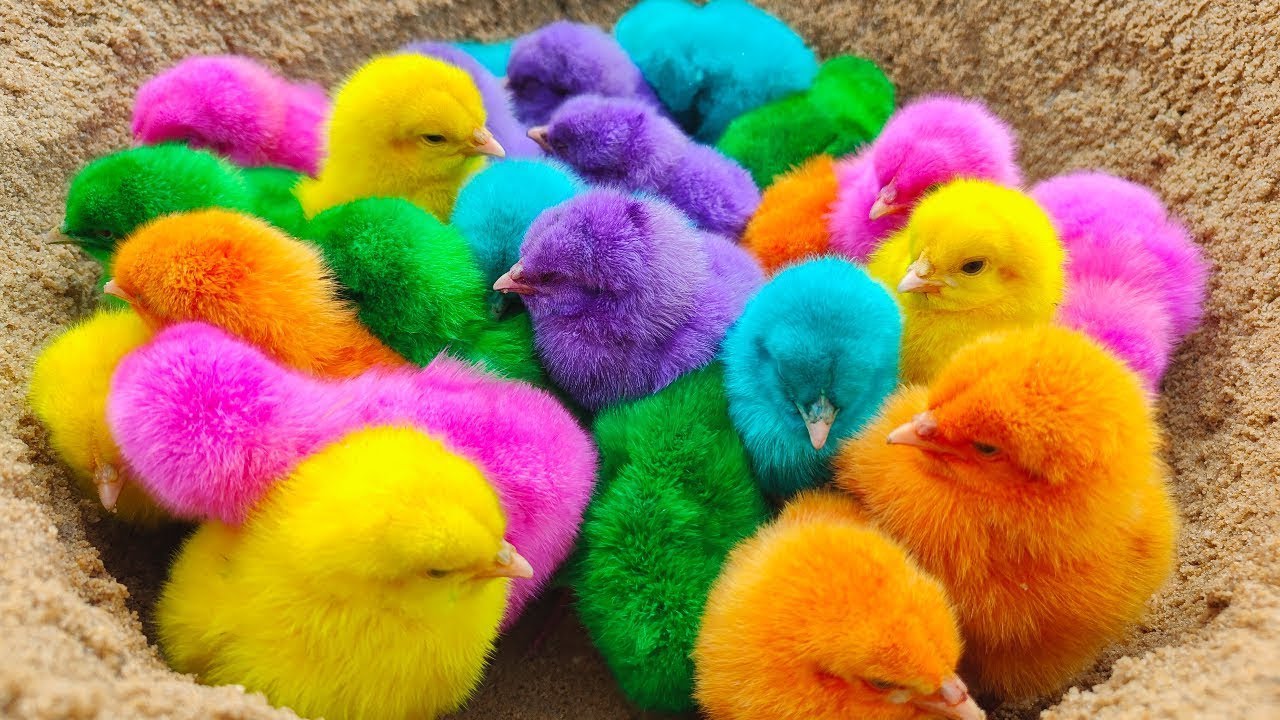 Catch Cute Chicken, Colored Chicken, Rainbow Chicken, Cute Chick, Duck, Rabbit #
