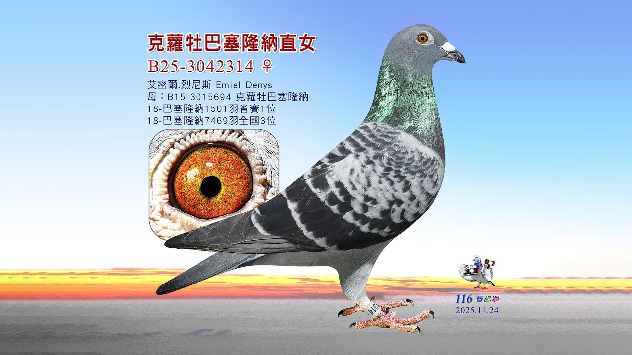 【艾密爾 烈尼斯】B25-3042314