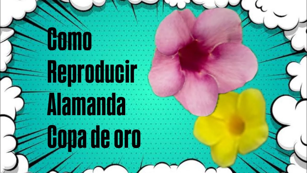 Como reproducir Alamanda, copa de oro