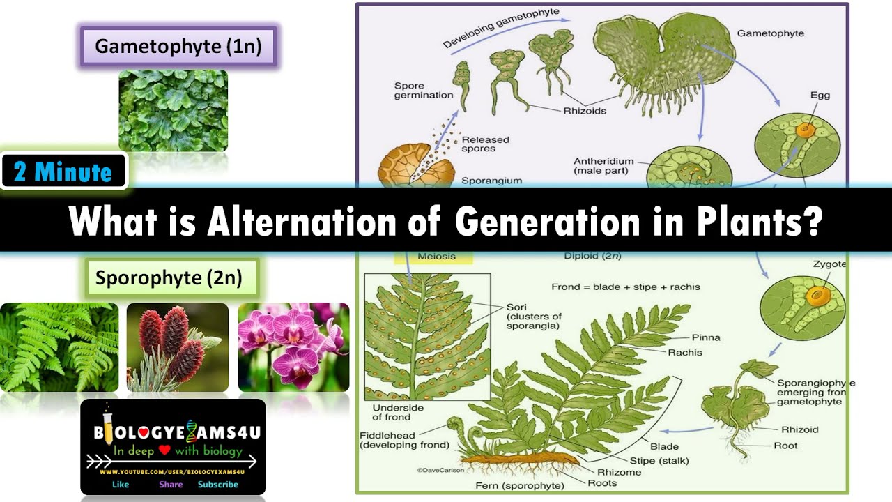 What is Alternation of Generations in Plants? Sporophyte vs Gametophyte with examples.