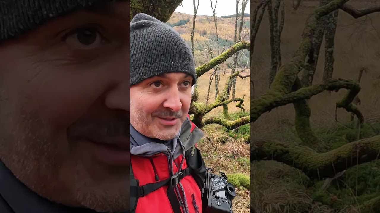 Let’s Explore The Chaotic Ancient Woods of Ardnamurchan 