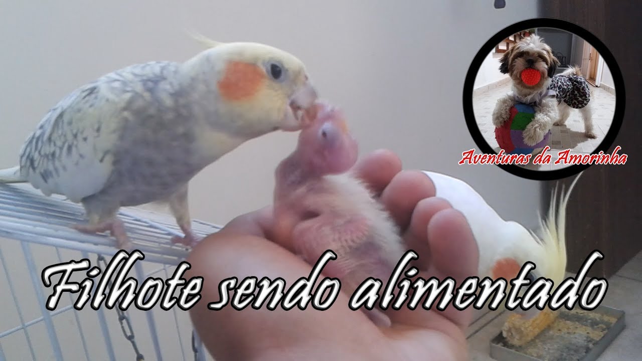 Filhote de calopsita sendo alimentado na mão do dono