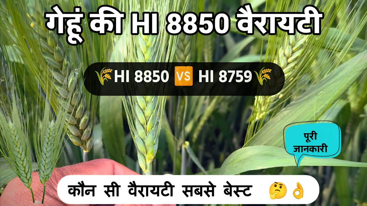 HI 8850 vs HI 8759: कौन सी वैरायटी है सबसे बेस्ट? | Gehu ki kheti।