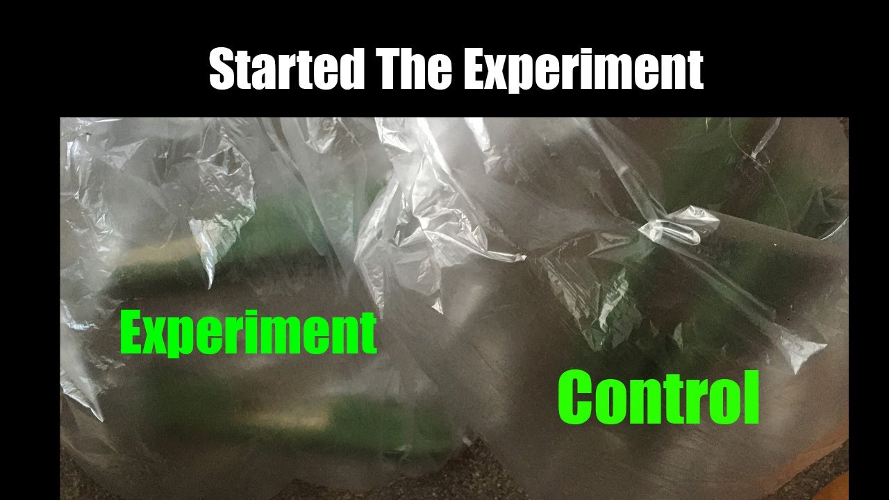 Testing Idea on Increasing Mescaline Biosynthesis. Part 2