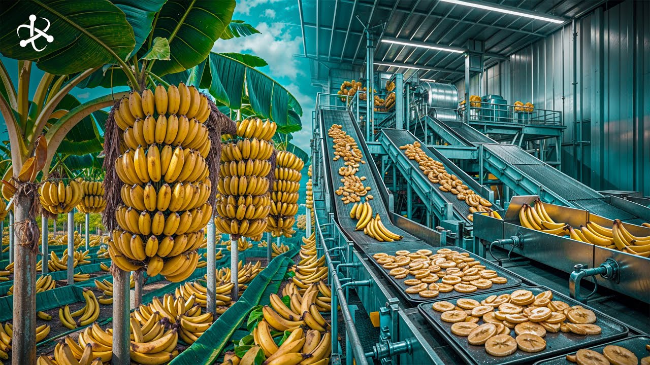 Inside a Banana Chips Factory - Harvesting and Processing Millions of Bananas