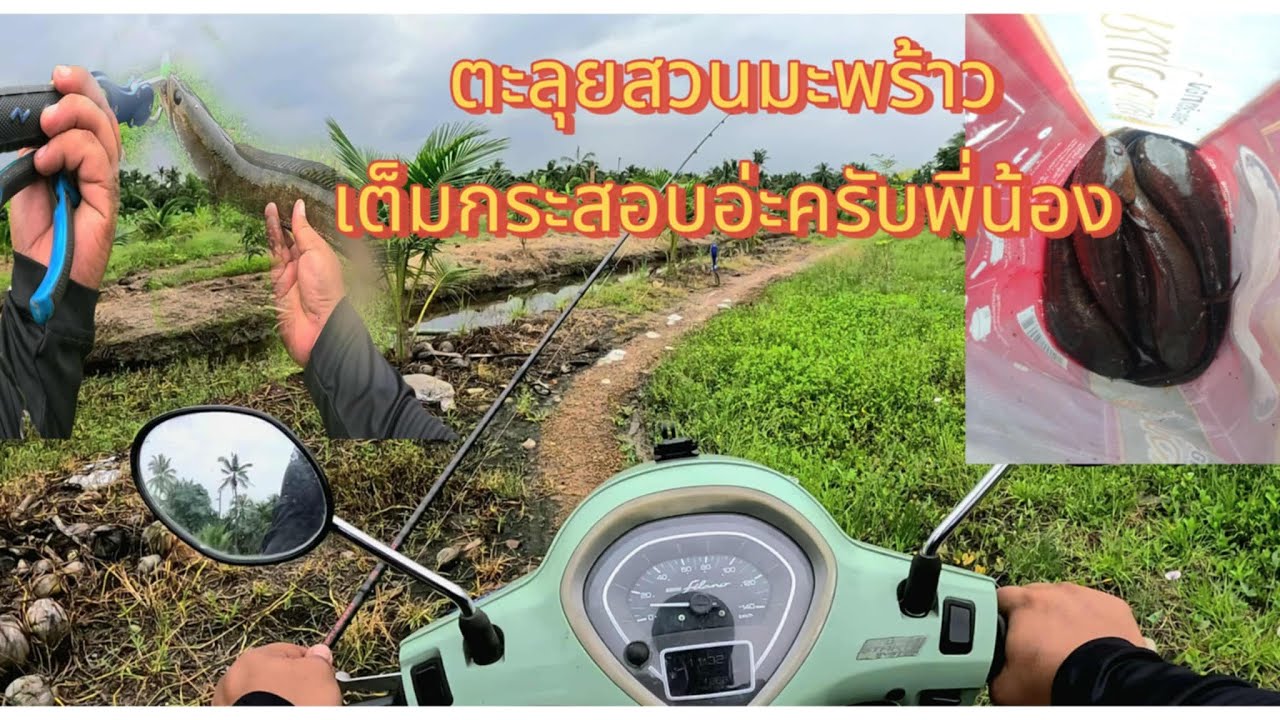ตกปลาช้อนบ้านแพ้วในสวนมะพร้าว
