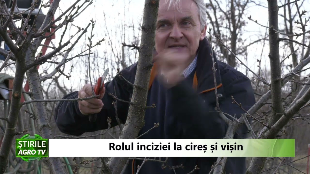 Rolul inciziei la cires si visin 26 04 2022