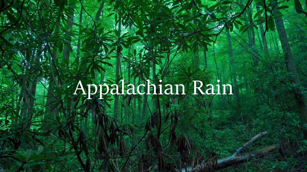 Appalachian Rain - calming rain in a Tennessee forest - surround sound ASMR