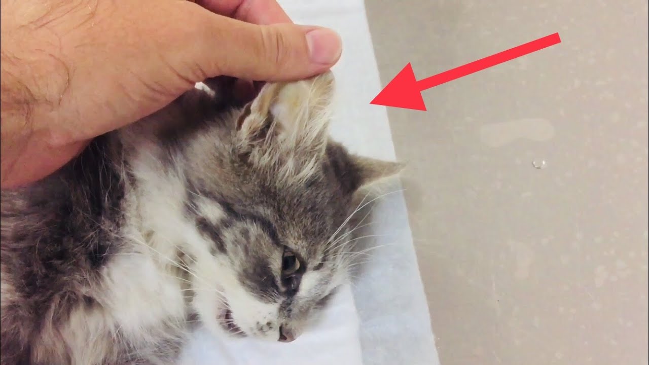 Желтуха у кошек.  Почему у кошки пожелтели уши?