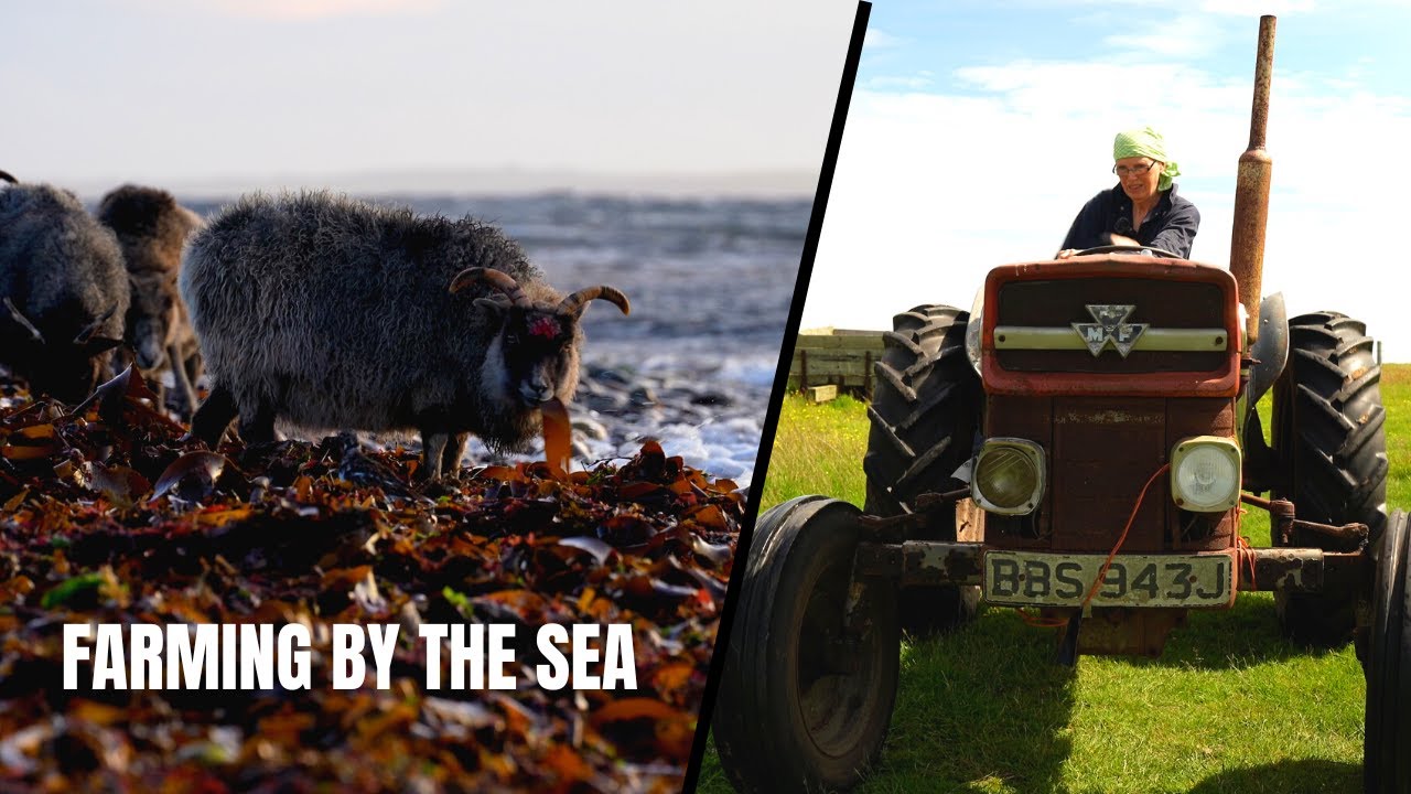 What's it Really Like to farm Seaweed-Eating Sheep on a Remote Island?