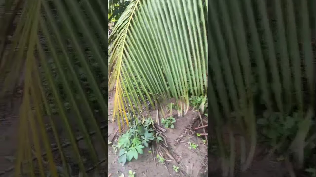 Futuramente estaremos gravando os nossos vídeos no interior 