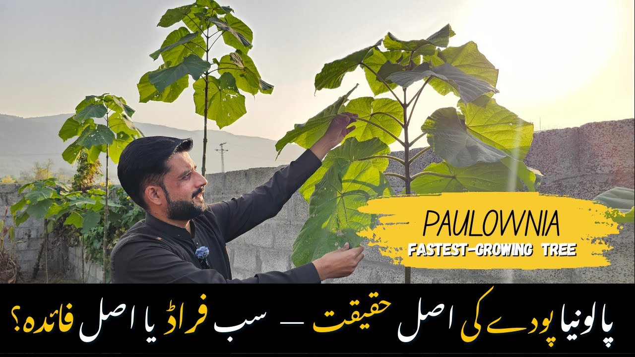 Paulownia tree| Fact about paulownia 9501| is paulownia fastest growing plant?  Hybrid paulownia 