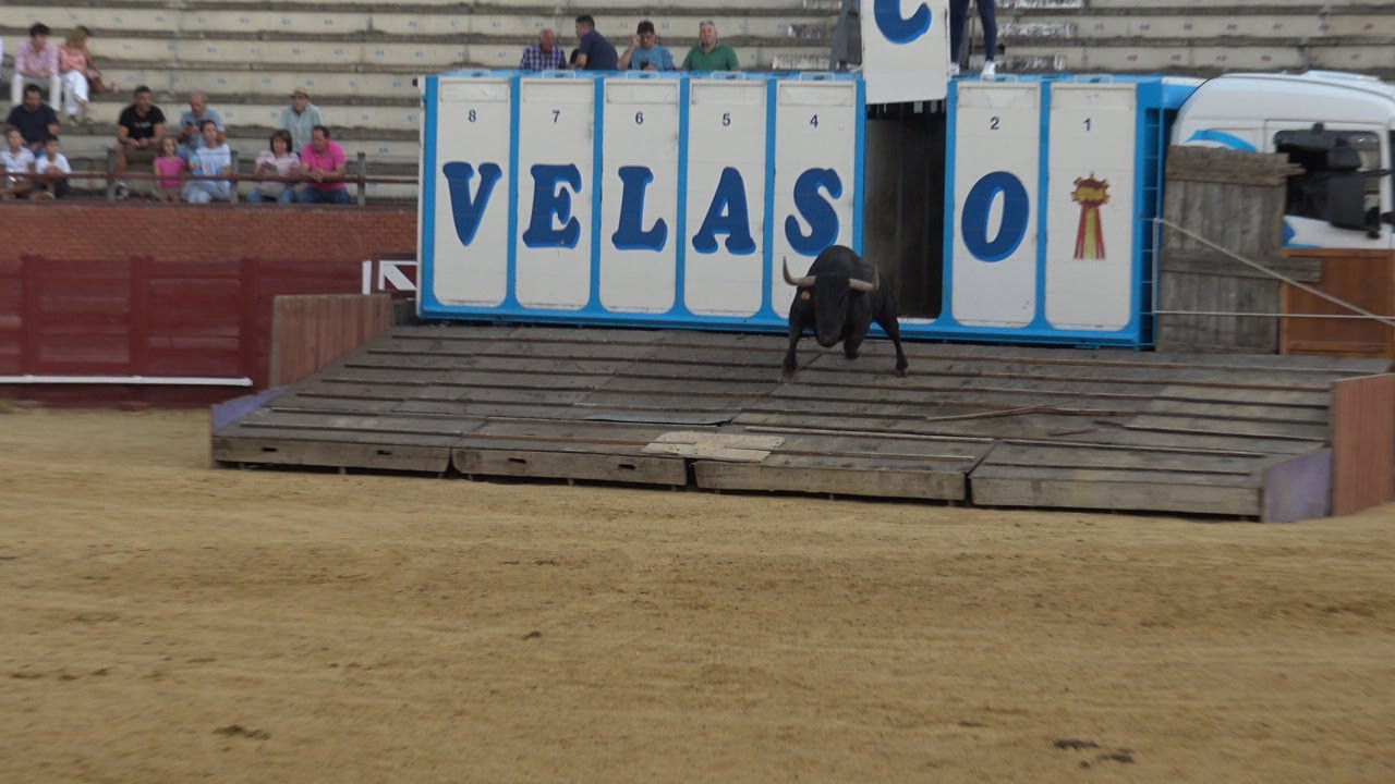 Tordesillas 2022 El desenjaule de toros y novillos