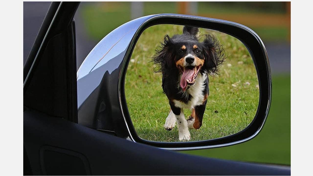 Oração para encontrar um animalzinho perdido