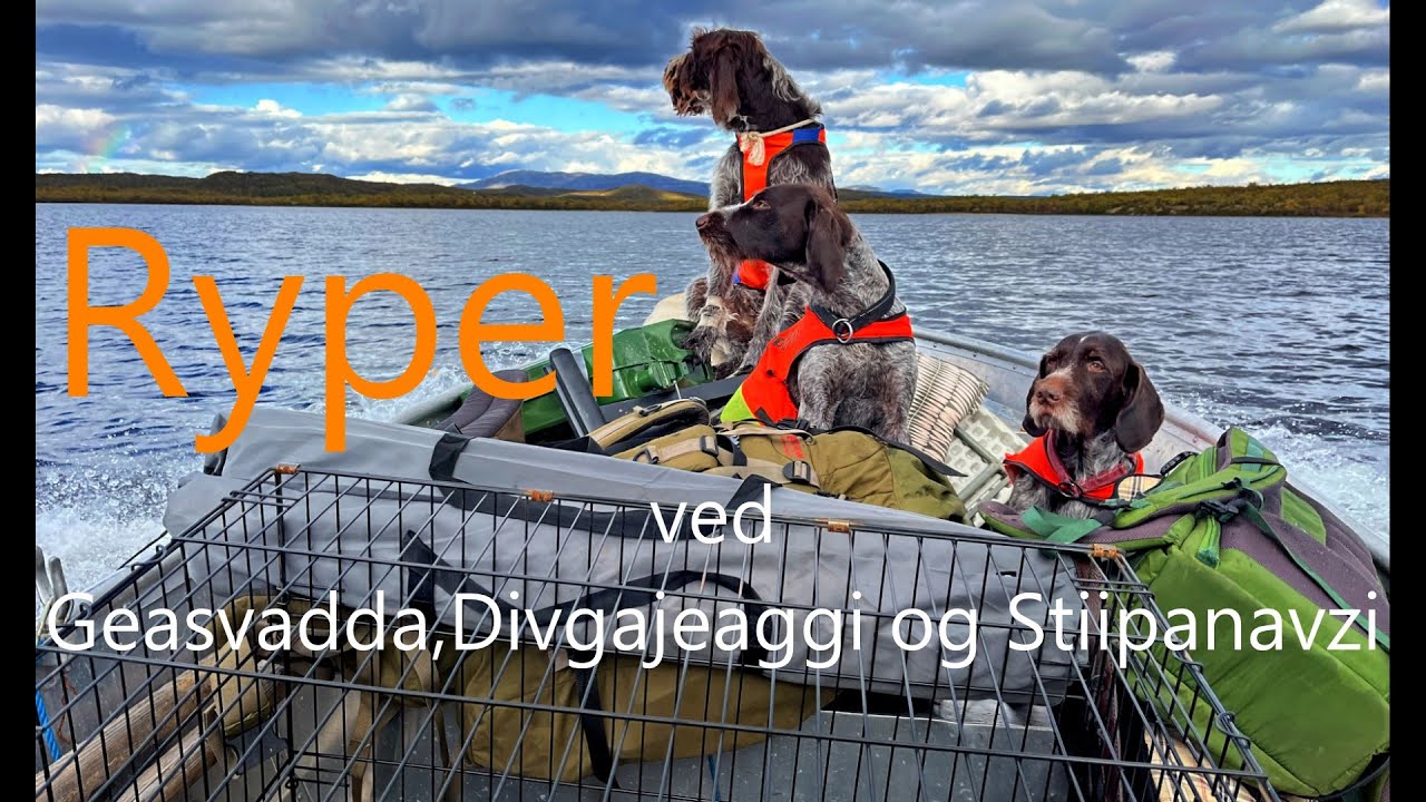 Ryper ved Geasvadda, Divgajeaggi og Stiipanavzi