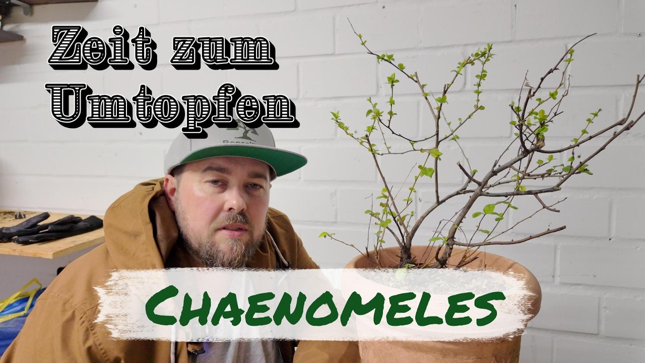 Zierquitte/ Chaenomeles Umtopfen und Beschneiden  Bonsai 01/2026