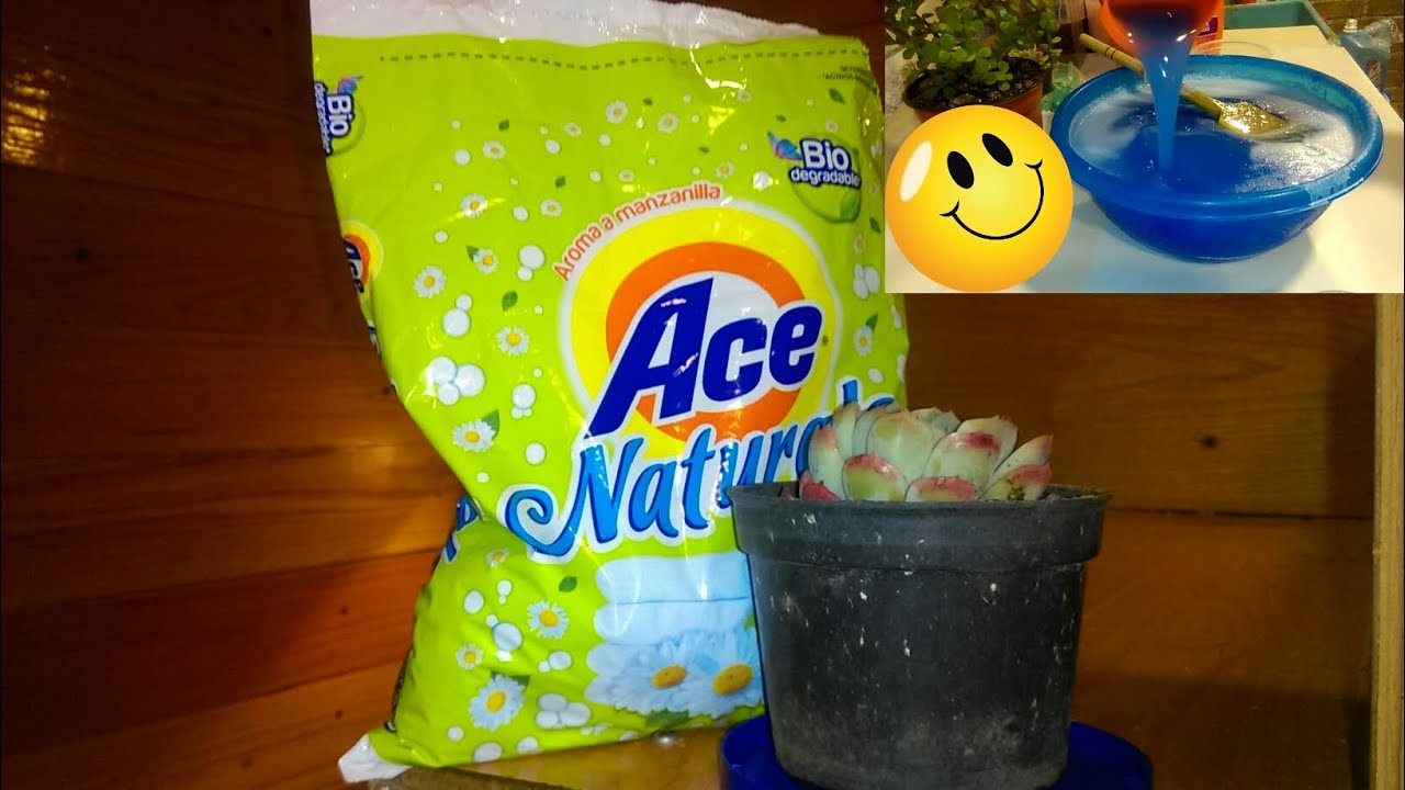 Como multiplicar tu Ace Naturals y hacerlo  líquido nueva petición ☺️
