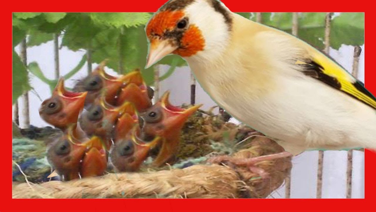Пища для щеглов при разведении щегол в неволе 🐤