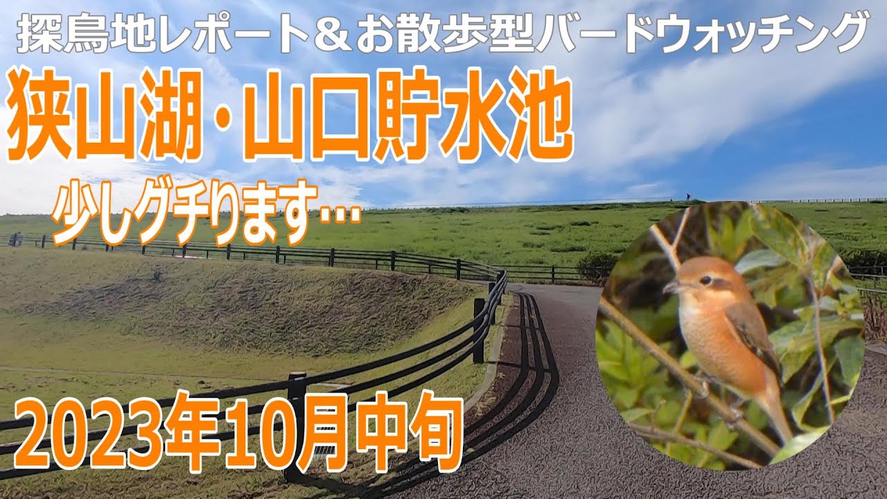 狭山湖・山口貯水池(埼玉県)の探鳥地レポートです　はぁぁ少しグチります…　2023年10月中旬