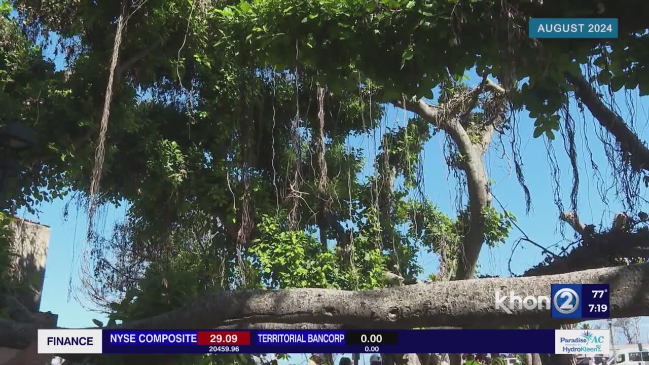 The Historic Lahaina Banyan Tree is showing signs of recovery