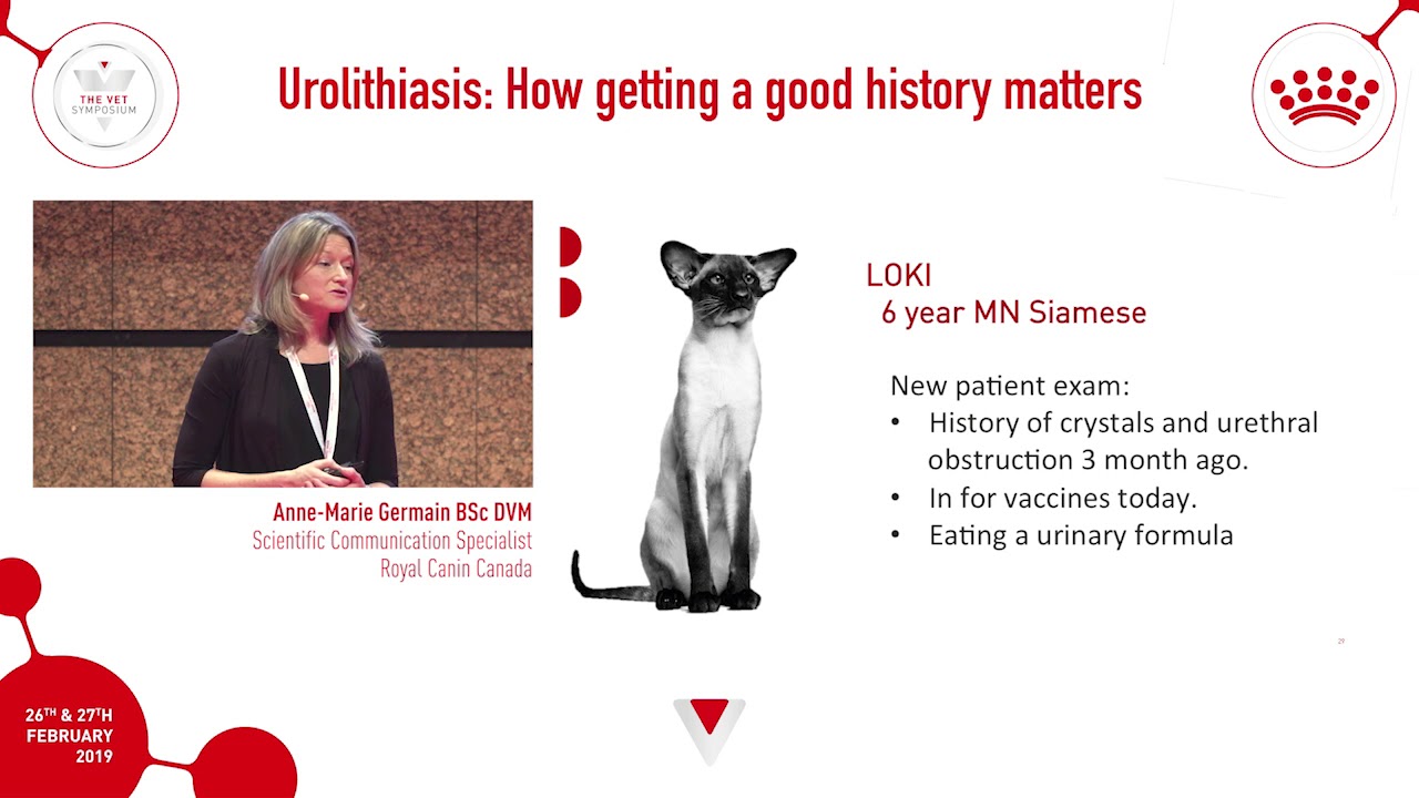 How to properly detect urolithiasis in pets