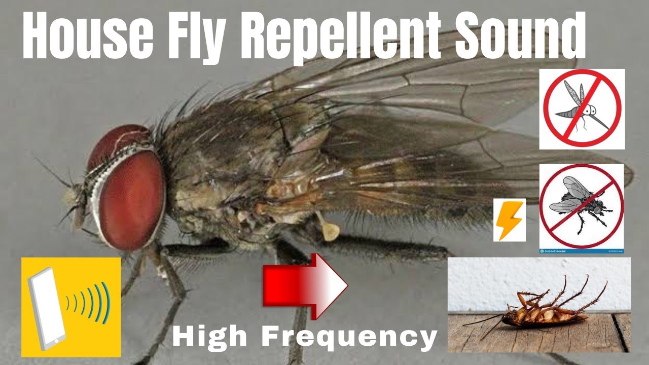 Anti Flies Repellent Sound | Ultrasonic Sound | High Frequency | House Fly Killer #highfrequency