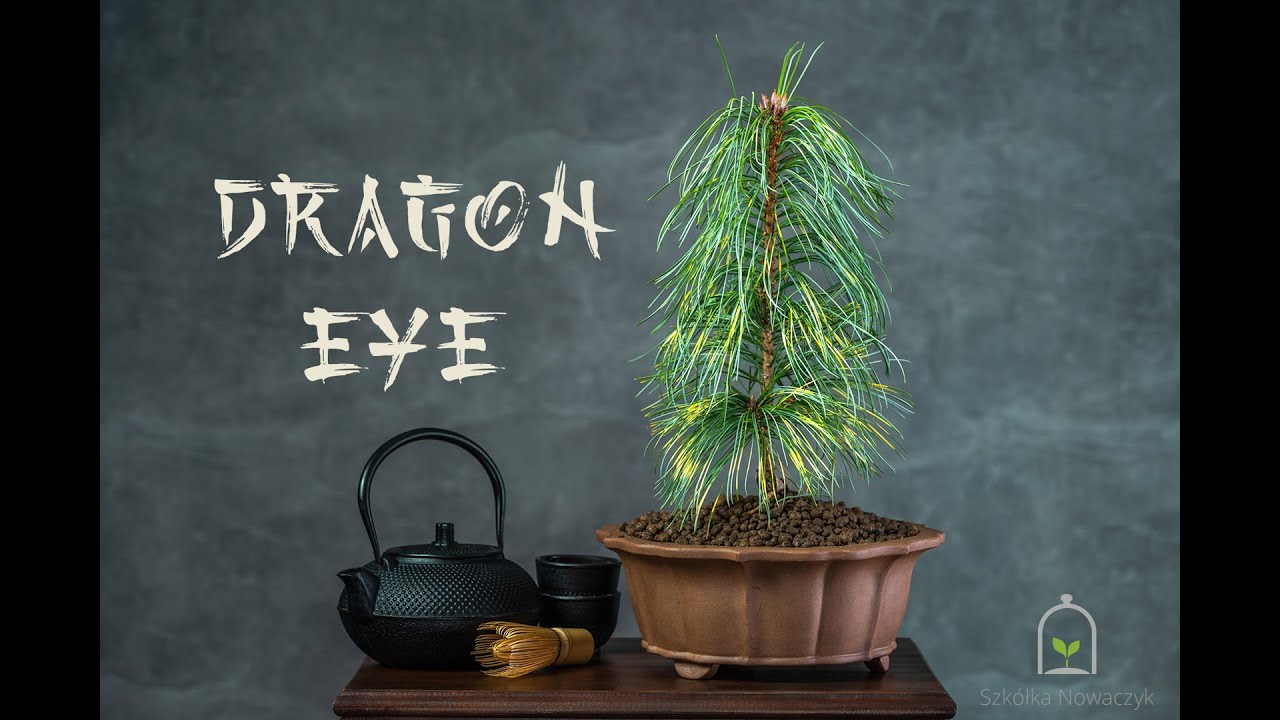 DRAGON EYE - sosna koreańska (Pinus koraiensis 'Dragon Eye') - opis rośliny