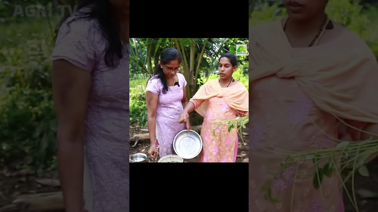 പച്ചക്കറികളിലെ വെള്ളീച്ച ശല്യമാകറ്റാൻ ശീമക്കൊന്ന ഇല കൊണ്ടുള്ള പ്രയോഗം