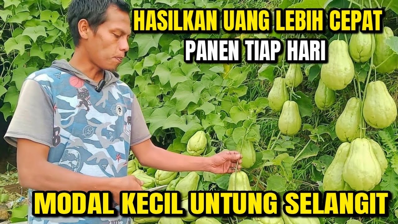 SUKSES DARI BUDIDAYA LABU SIAM BABY MODAL KECIL UNTUNG SELANGIT