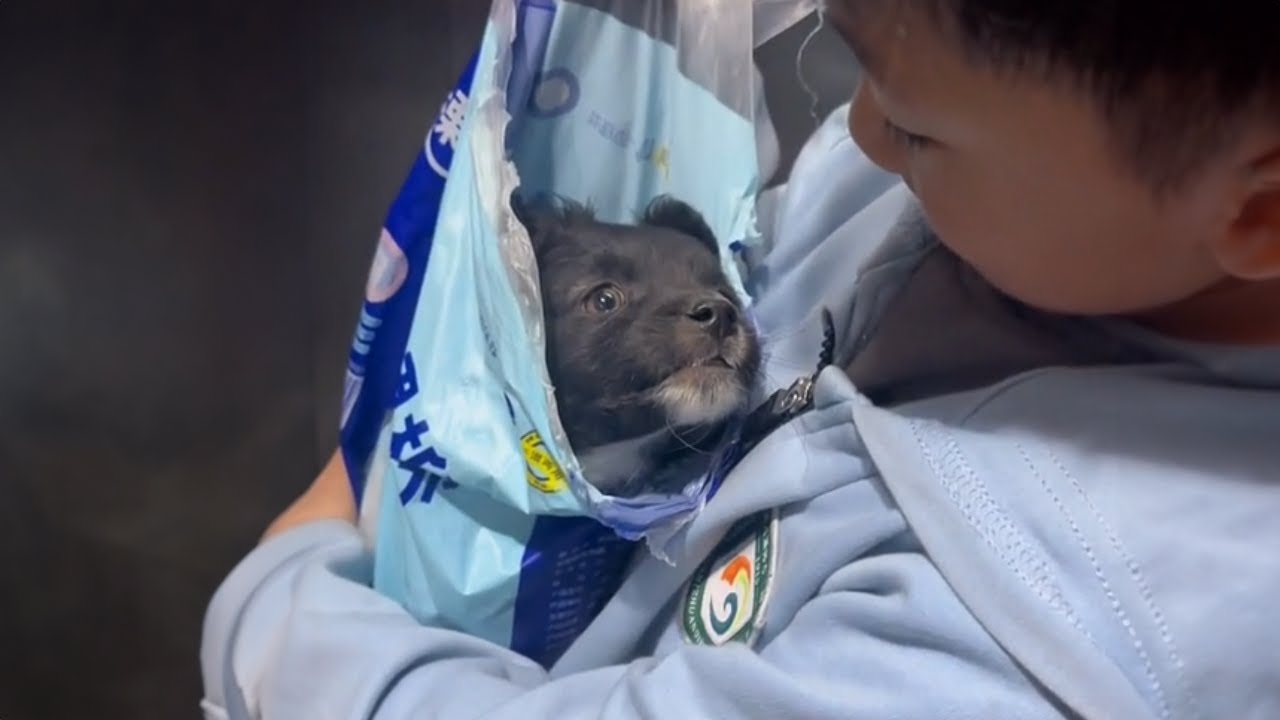 My Son Brought Home a Stray Puppy — What He Did Next Melted My Heart