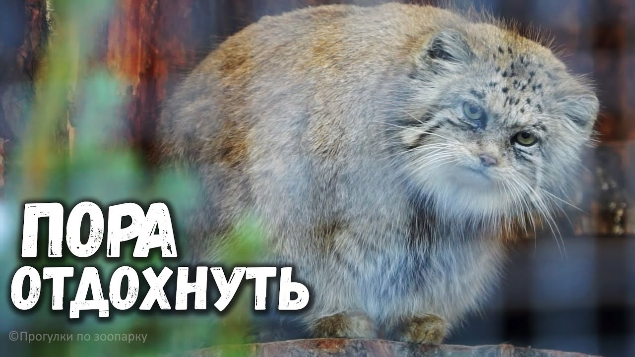 Манул Намика теперь не делит ни с кем свой вольер, спокойно гуляет и отдыхает. Ленинградский зоопарк