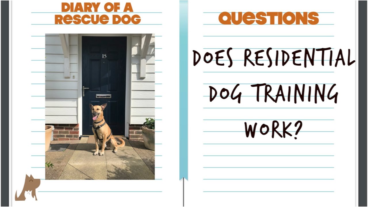 Does residential dog training (boarding and training) work? - Diary of a reactive dog