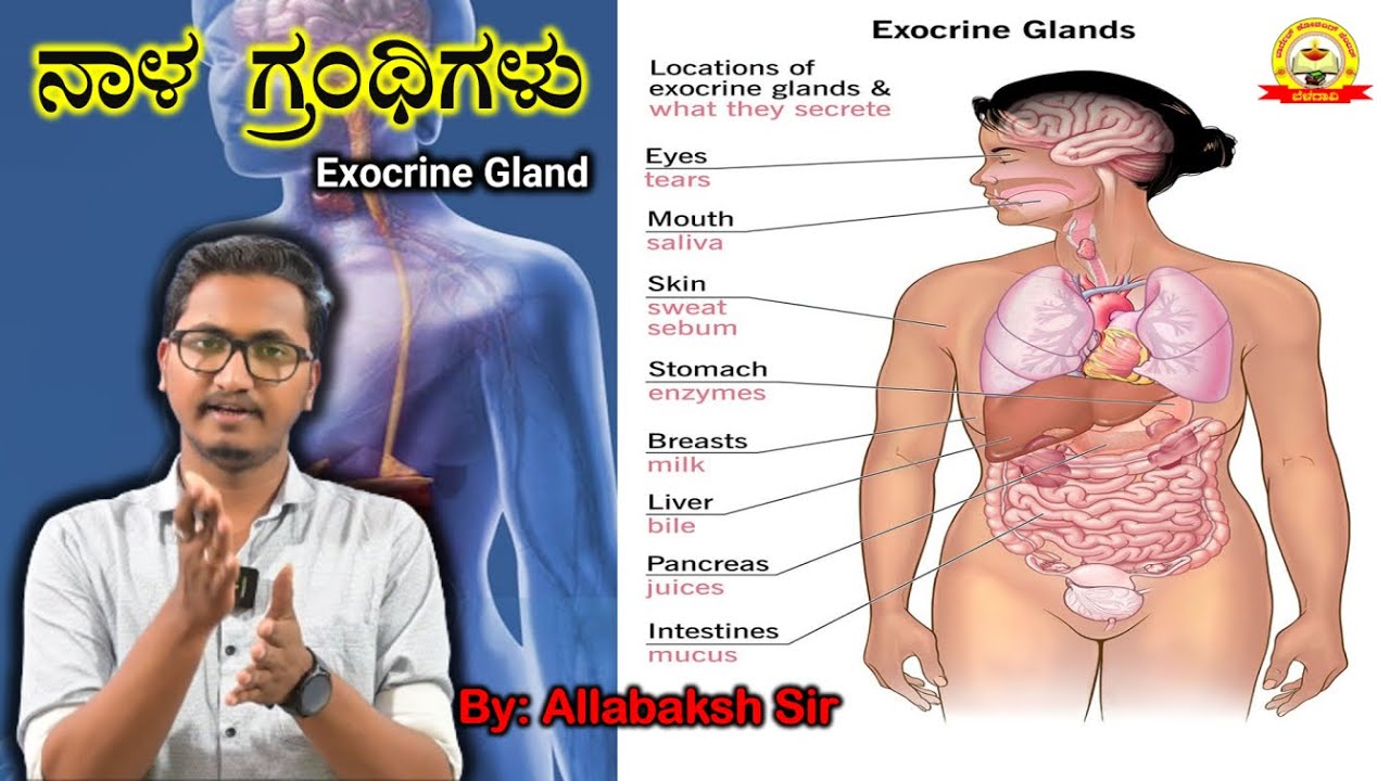 HUMAN GLANDS | ನಾಳ ಗ್ರಂಥಿಗಳು  |  Exocrine Gland |In kannada | BIOLOGY | ALLABAKSH SIR| MY TARGET