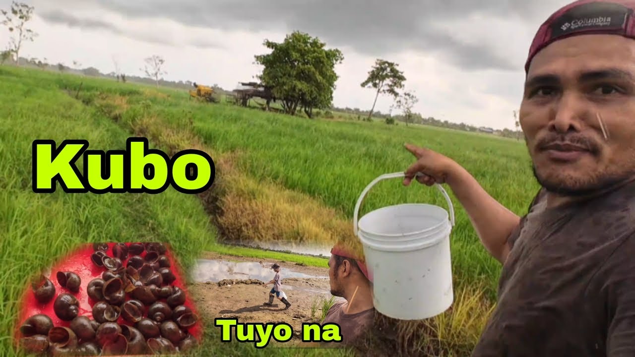 KUBO