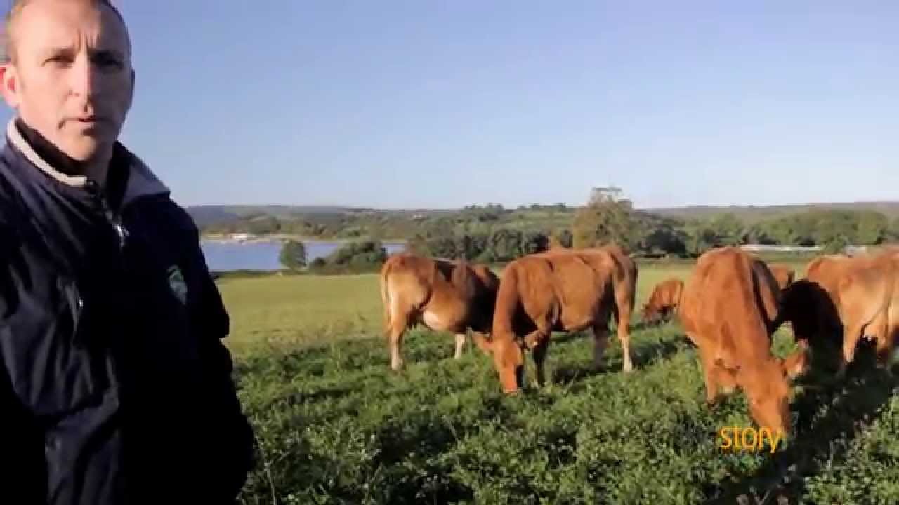 How We Farm Our Beef : Story Organic