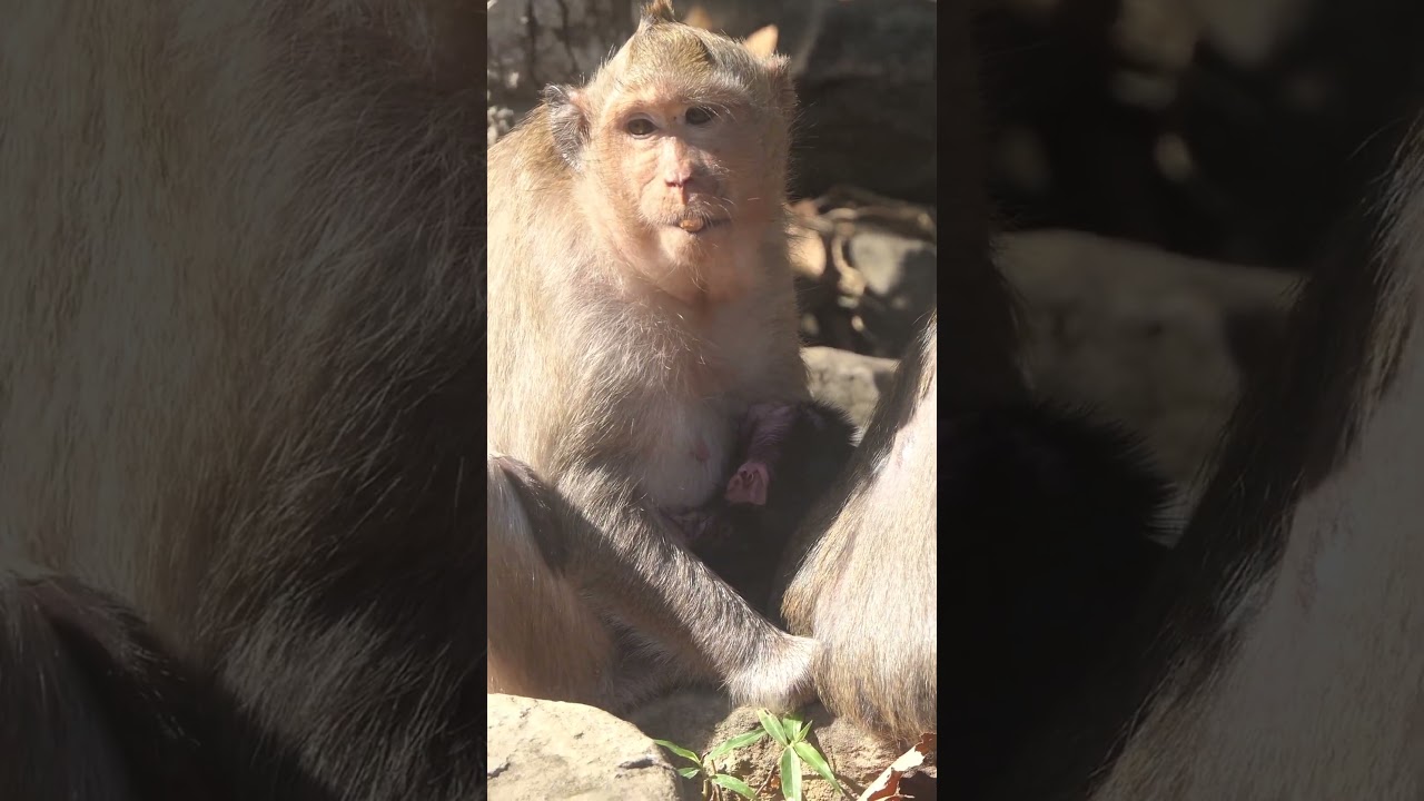Wildlife monkeys in Amber troop 💕🐒😍💕💕😍🐒💕  