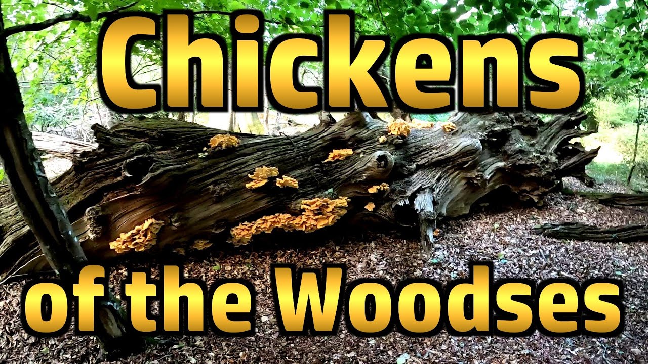 Random Stuff - Portchester Castle, Chicken-of-the-Woods, Hares of Hampshire, Positivity & Plant ID