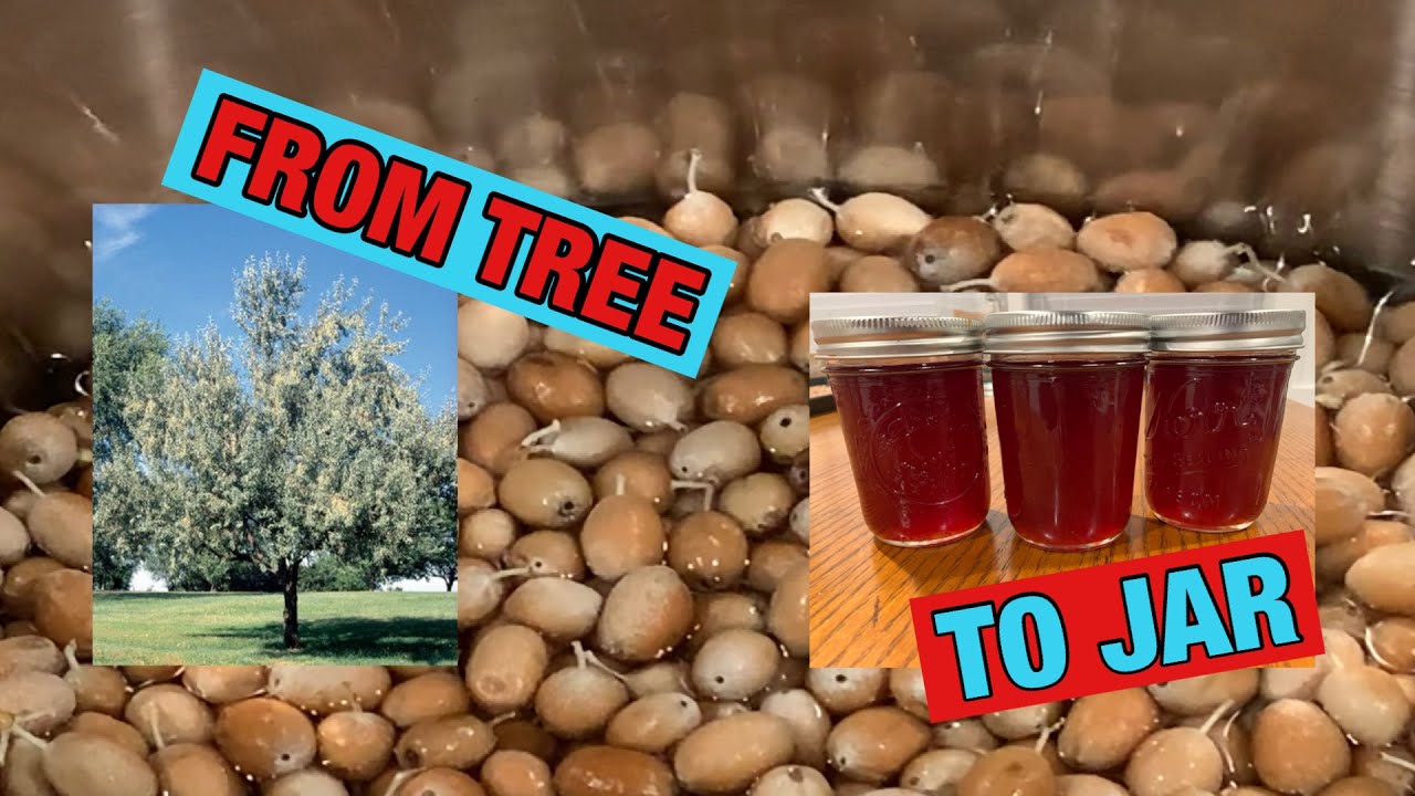 How to make jelly with russian olives