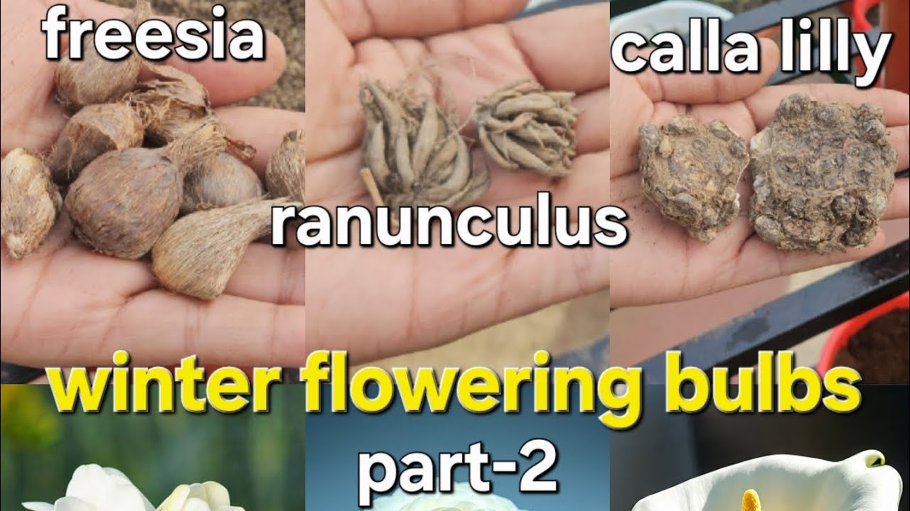 WINTER FLOWER BULBS, PART 2:सर्दियों के फूलों के बल्ब लगाये इस तरह 