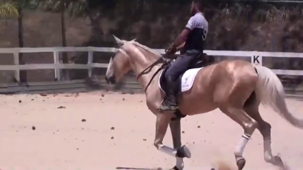 Sonhar  cavalo montado significado