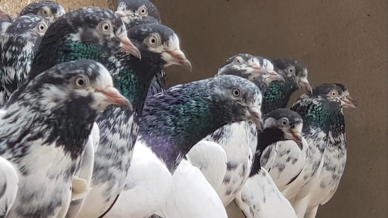 Ustad Ch Sakhi Muhammad Bhatti ke Teddy Kabootar | High Flying Teddy Pigeons in Pakistan