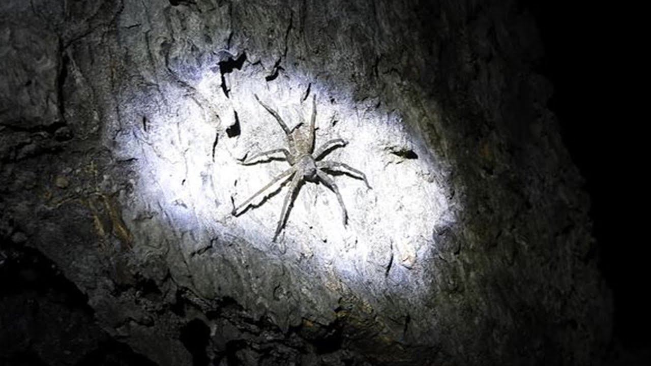 Spider at night wait for food | be careful it can bit too | some more insect at night