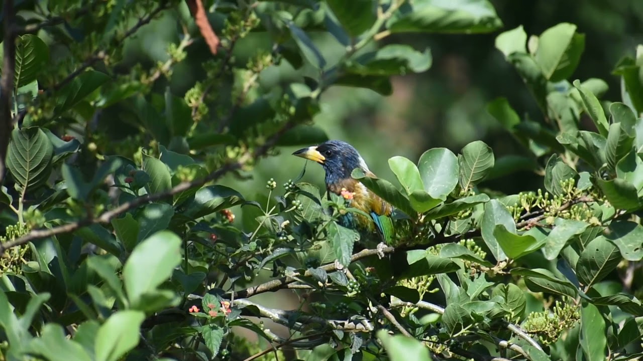 Great Barbet
