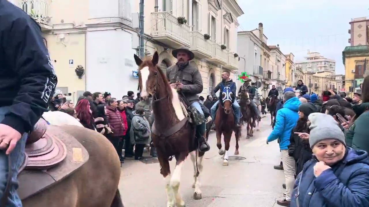 San Severo (Fg) Festa di Sant’ Antonio Abate 2025 Sfilata dei Cavalli