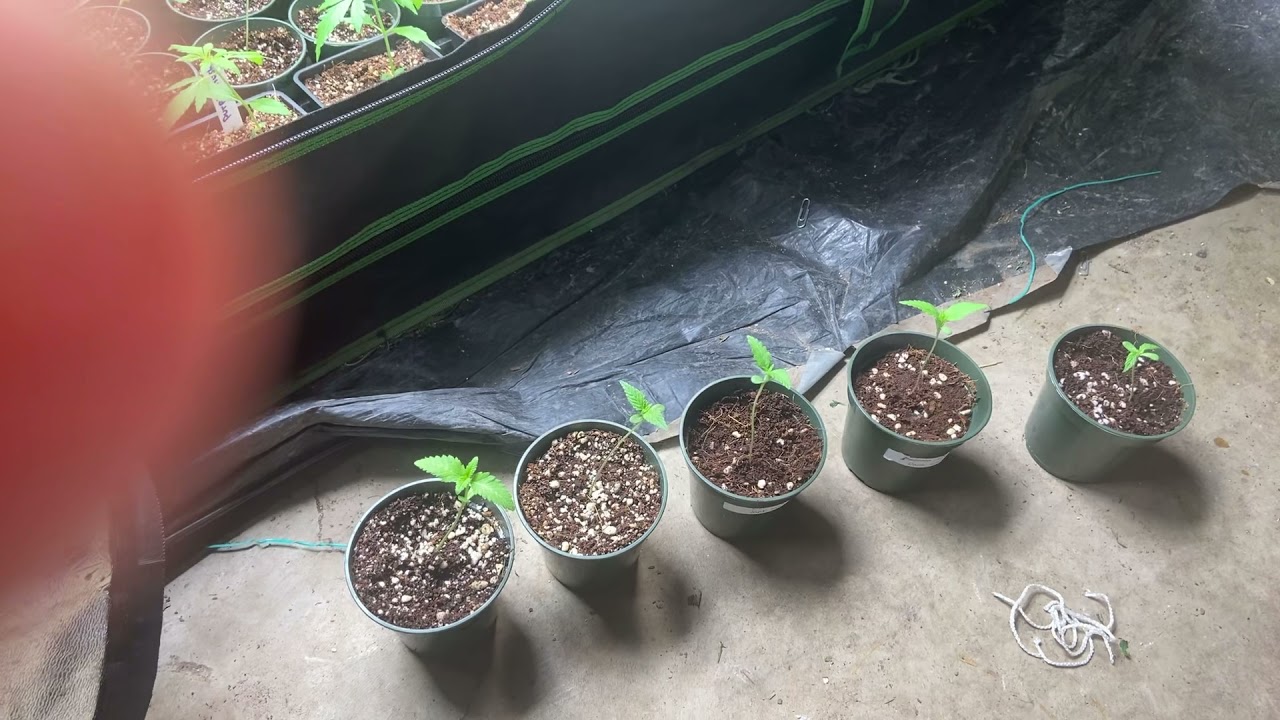 Seed to harvest, dank seeds, week 1