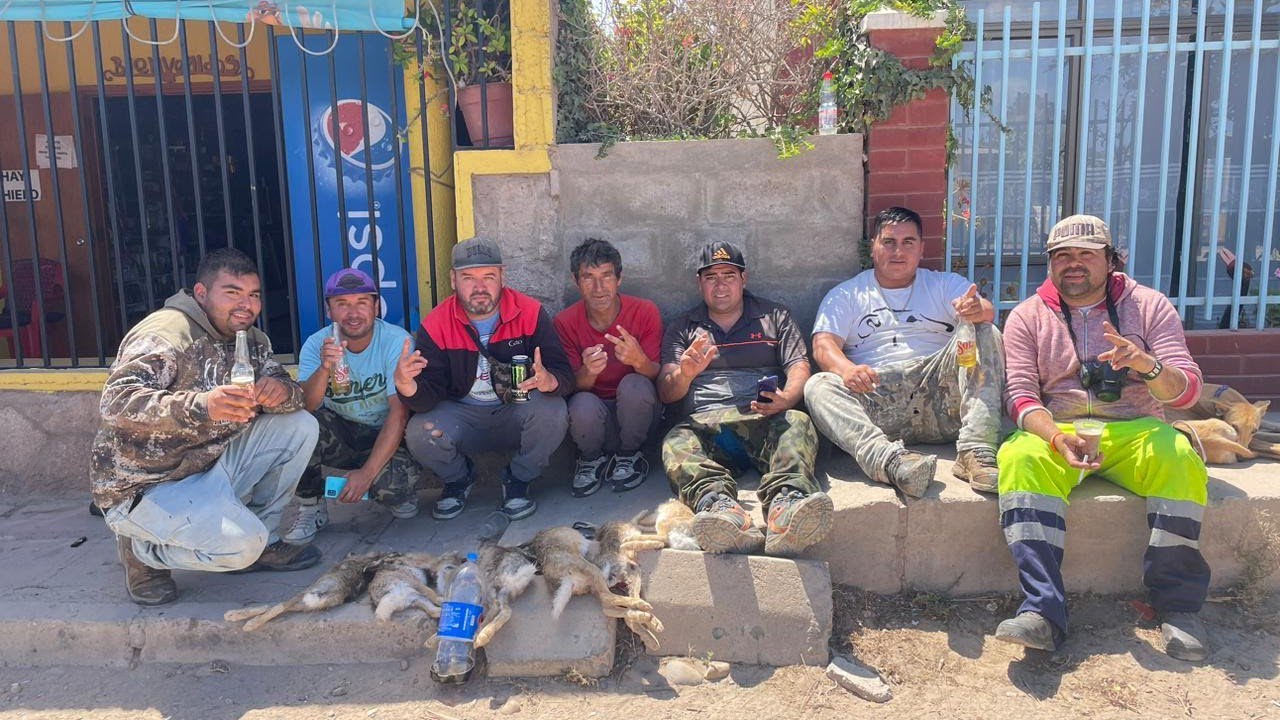 🔥galgos coquimbo chile 👍 la última casería del año🎉 (buenas carreras )🔥🔥🐰🐕