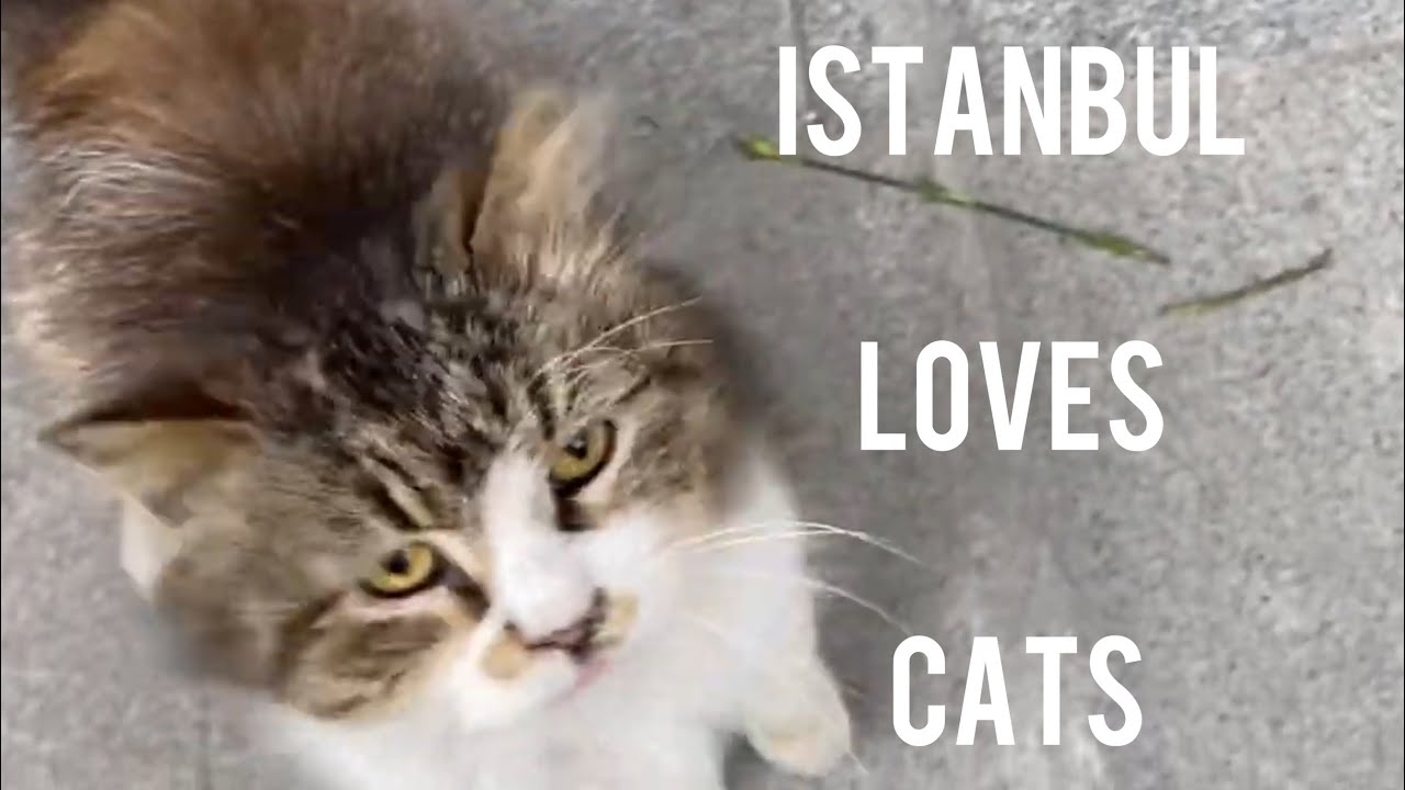 Paradise for cat lovers Istanbul T&uuml;rkiye ❤️Cute cats in Istanbul