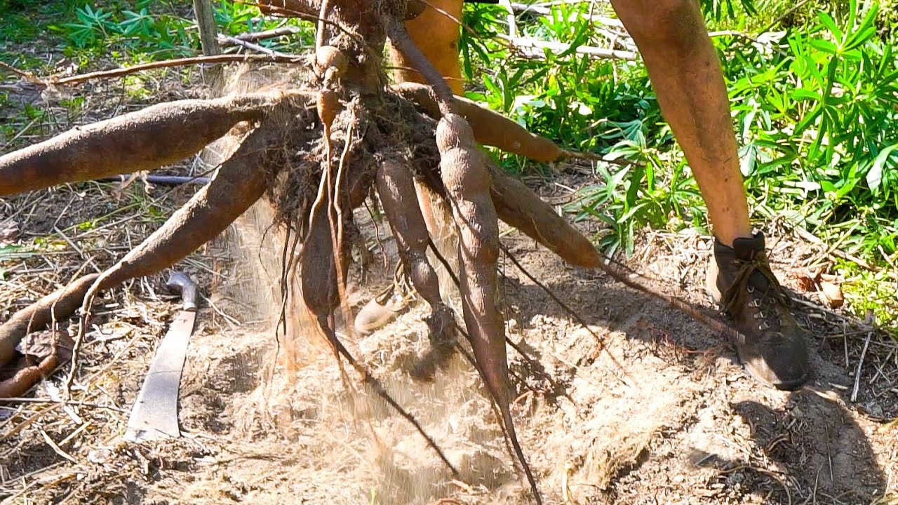 EASIEST To Grow Root Crop in Florida // Pro-Tips and Harvest with Josh Jamison @ HEART Village
