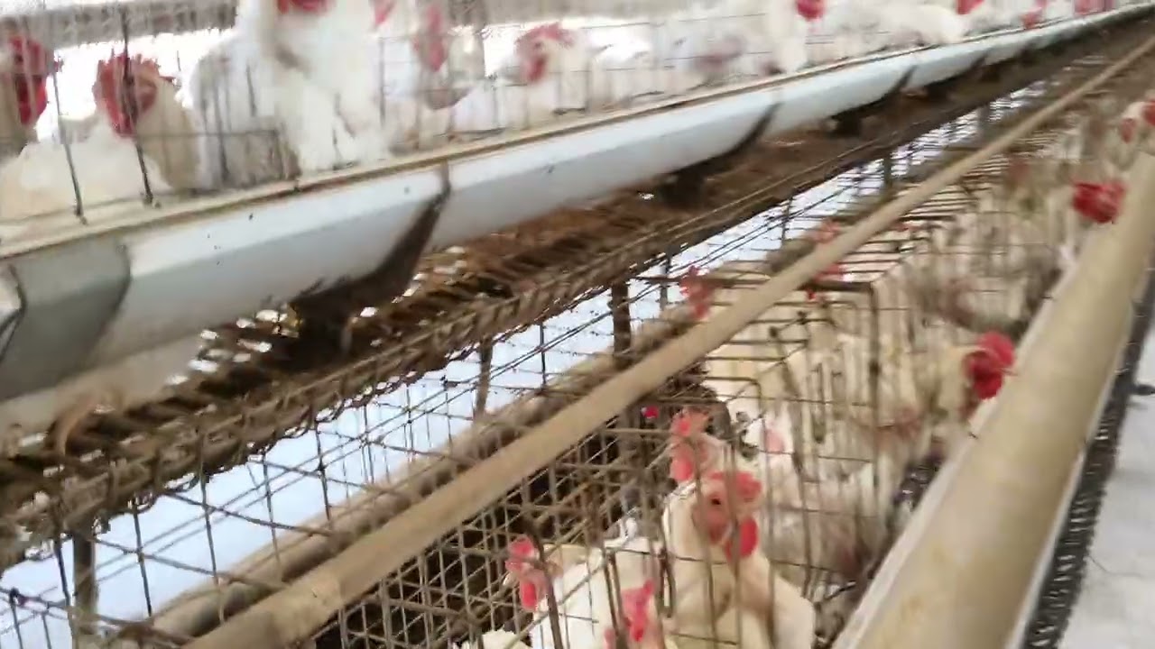 General knowledge summer management in poultry breeder farm #chicken 